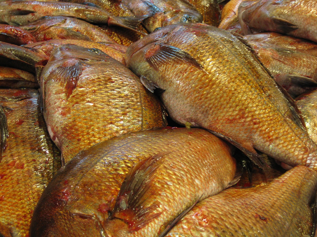 fish market japan free photo