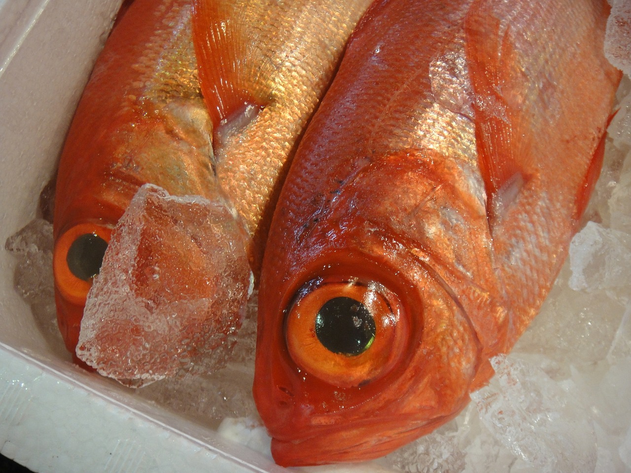 fish market japan free photo