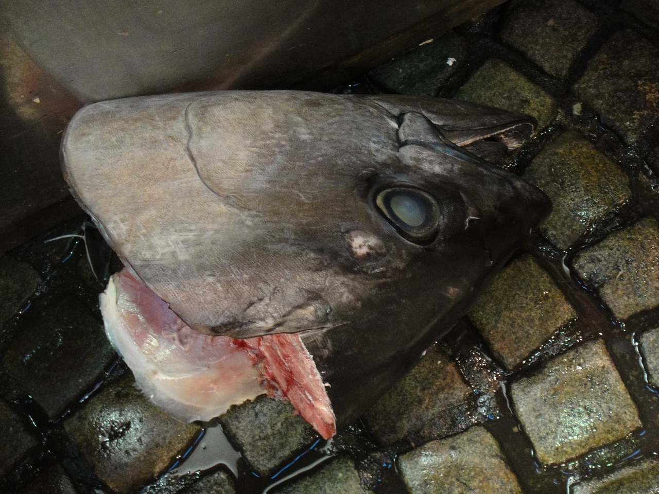 fish market tokyo free photo