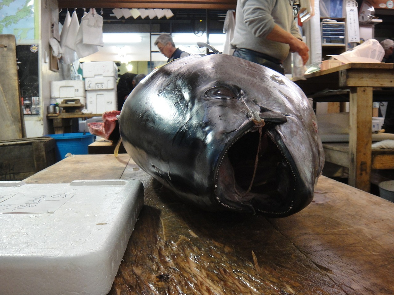 fish market tokyo free photo