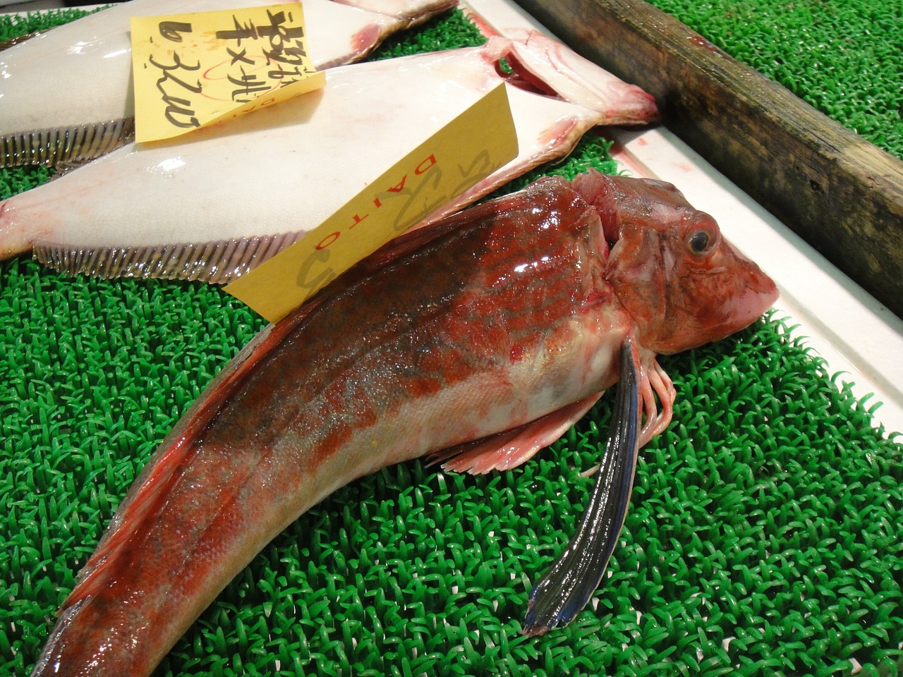 fish market japan free photo