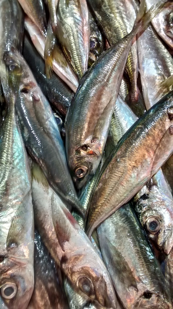 fish horse mackerel sea free photo