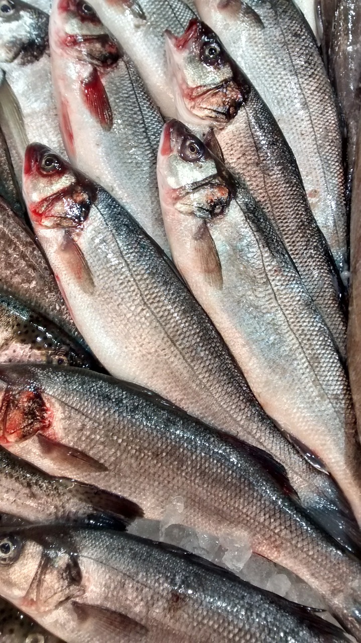 fish horse mackerel sea free photo