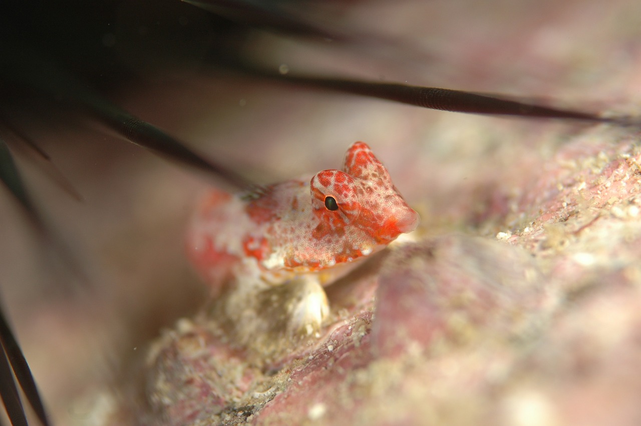 fish underwater life sea free photo