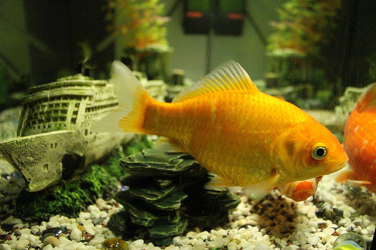 fish goldfish aquarium free photo