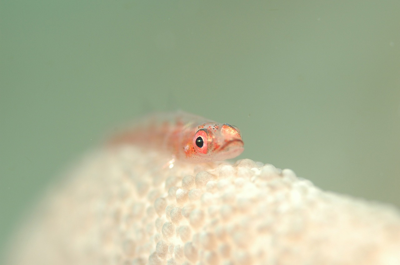 fish underwater life sea free photo