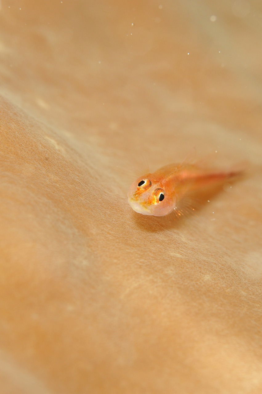 fish underwater life sea free photo