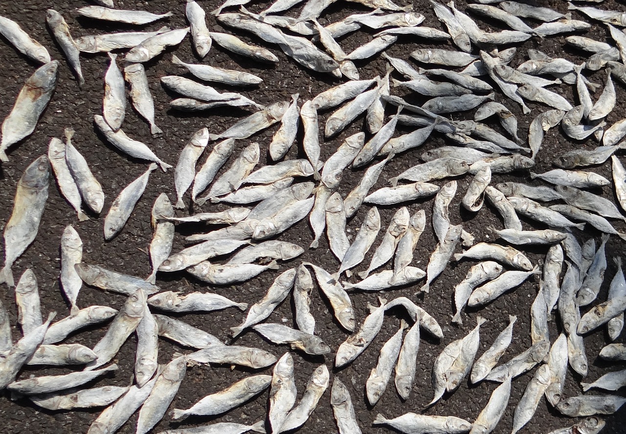 fish drying indian oil sardine free photo