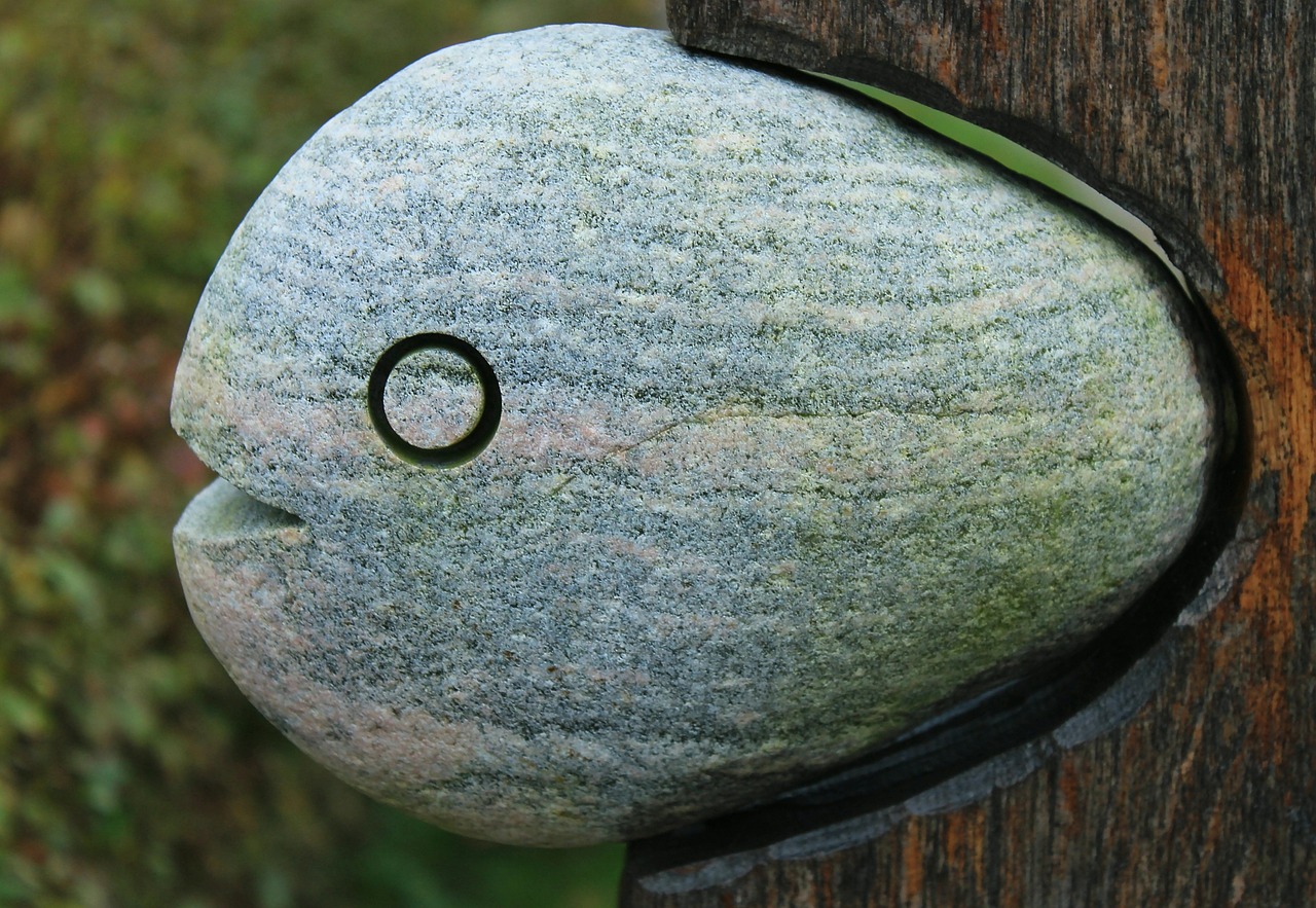 fish stone stone fish free photo