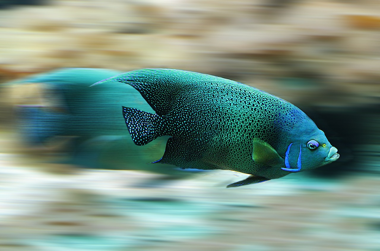 fish aquarium speed free photo