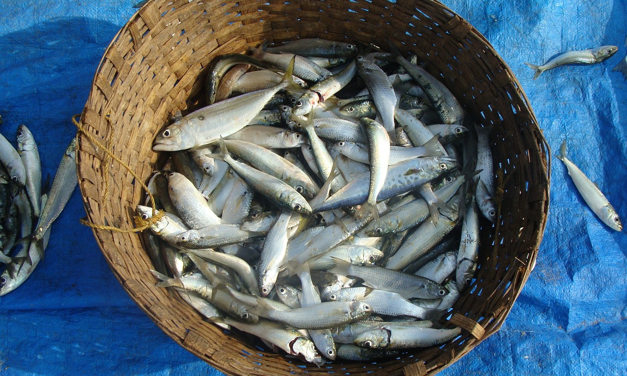fish indian oil sardine sardinella longiceps free photo