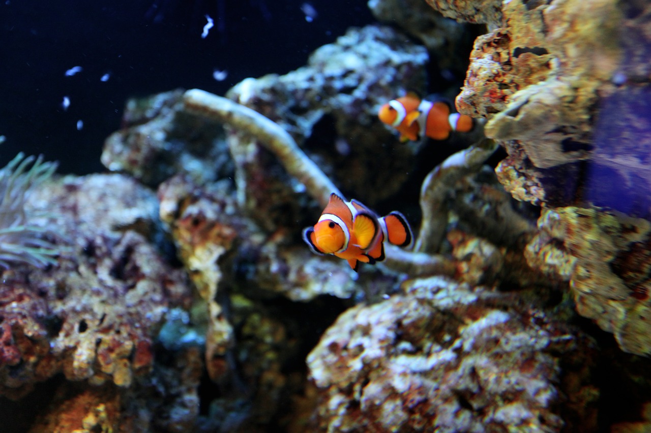 fish water animal world free photo