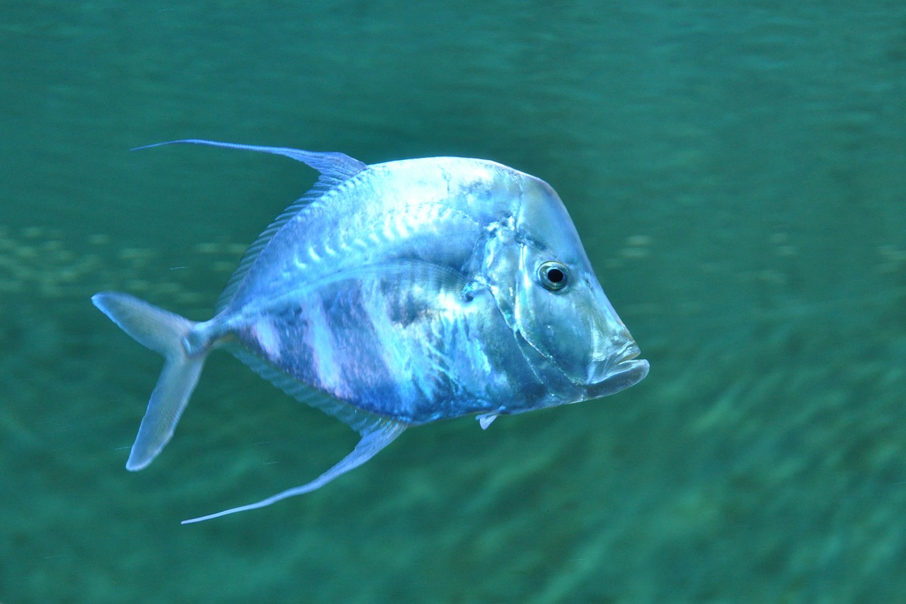 fish blue sea free photo