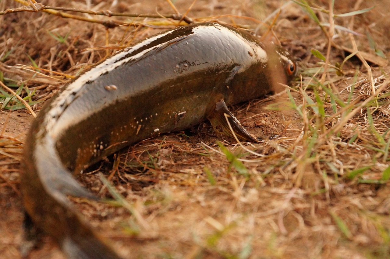 fish out from water nature free photo