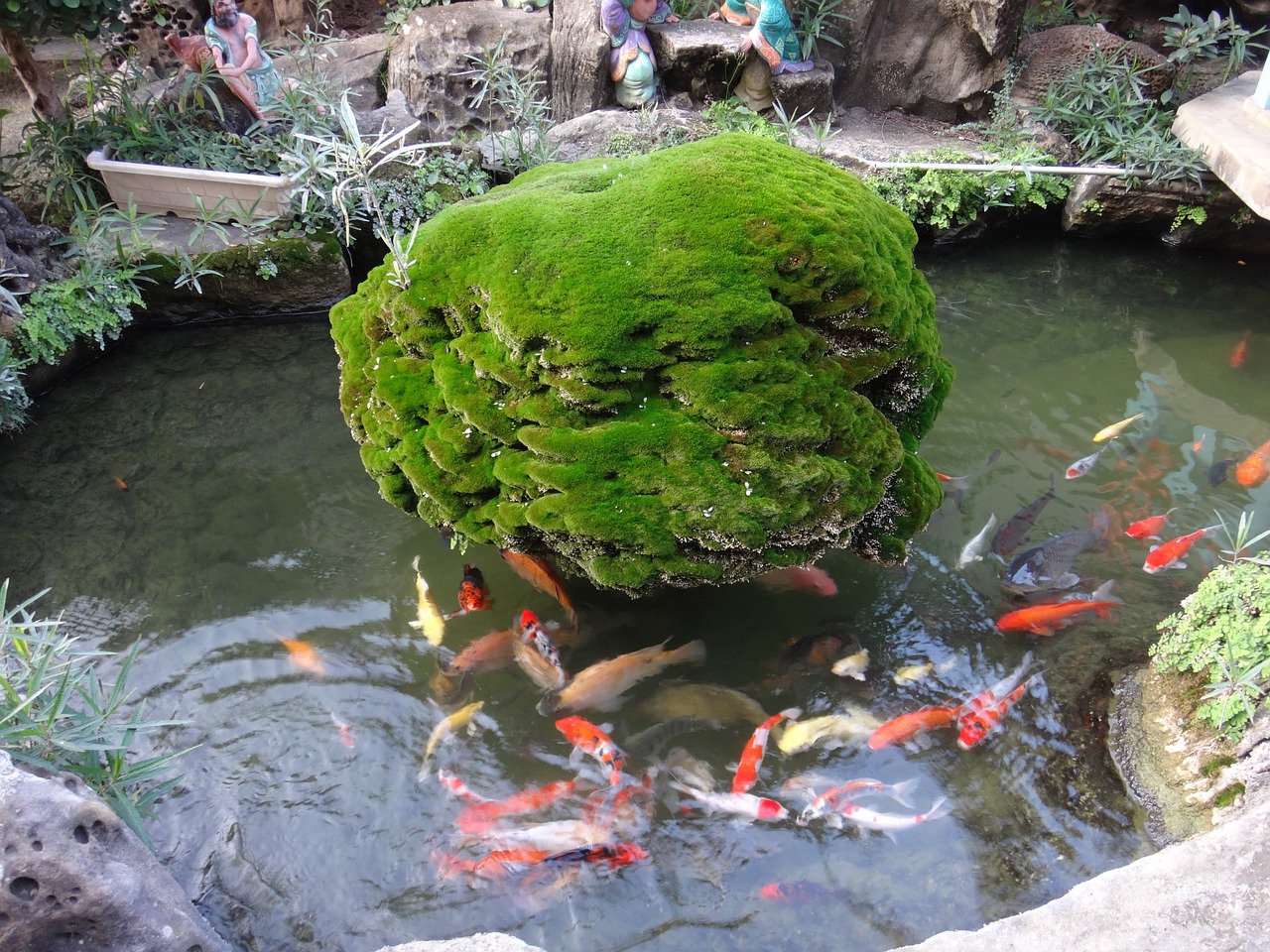 fish pond tree free photo