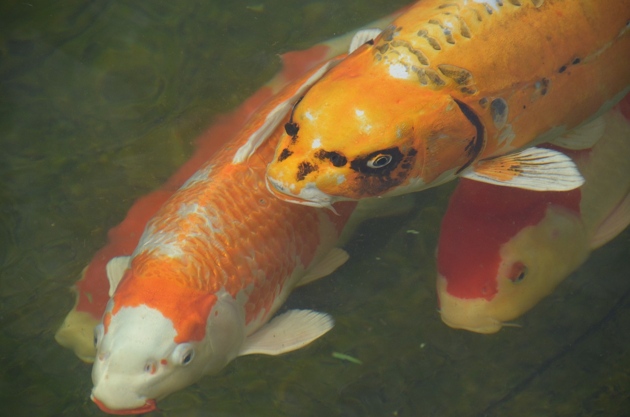 fish koi carp goldfish free photo