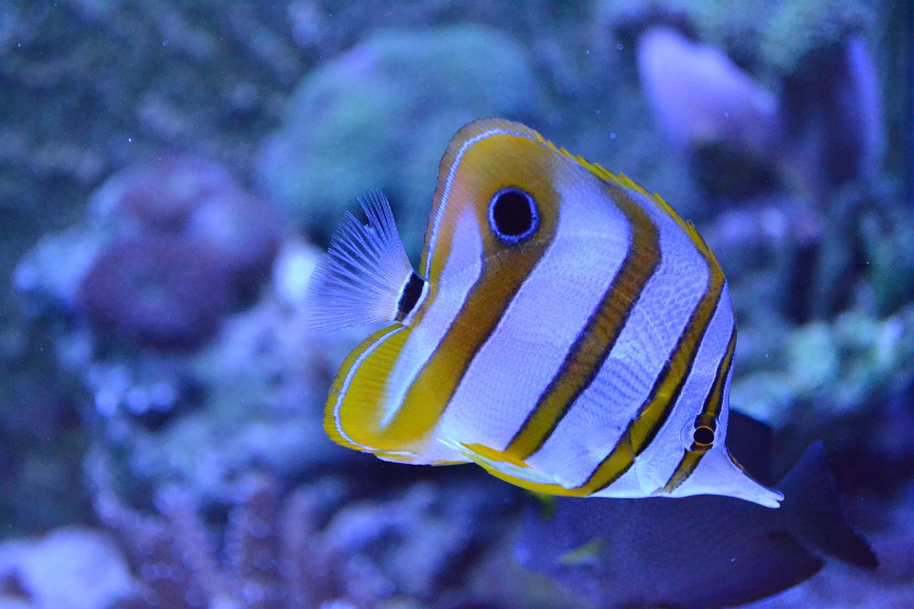 fish aquarium marine free photo