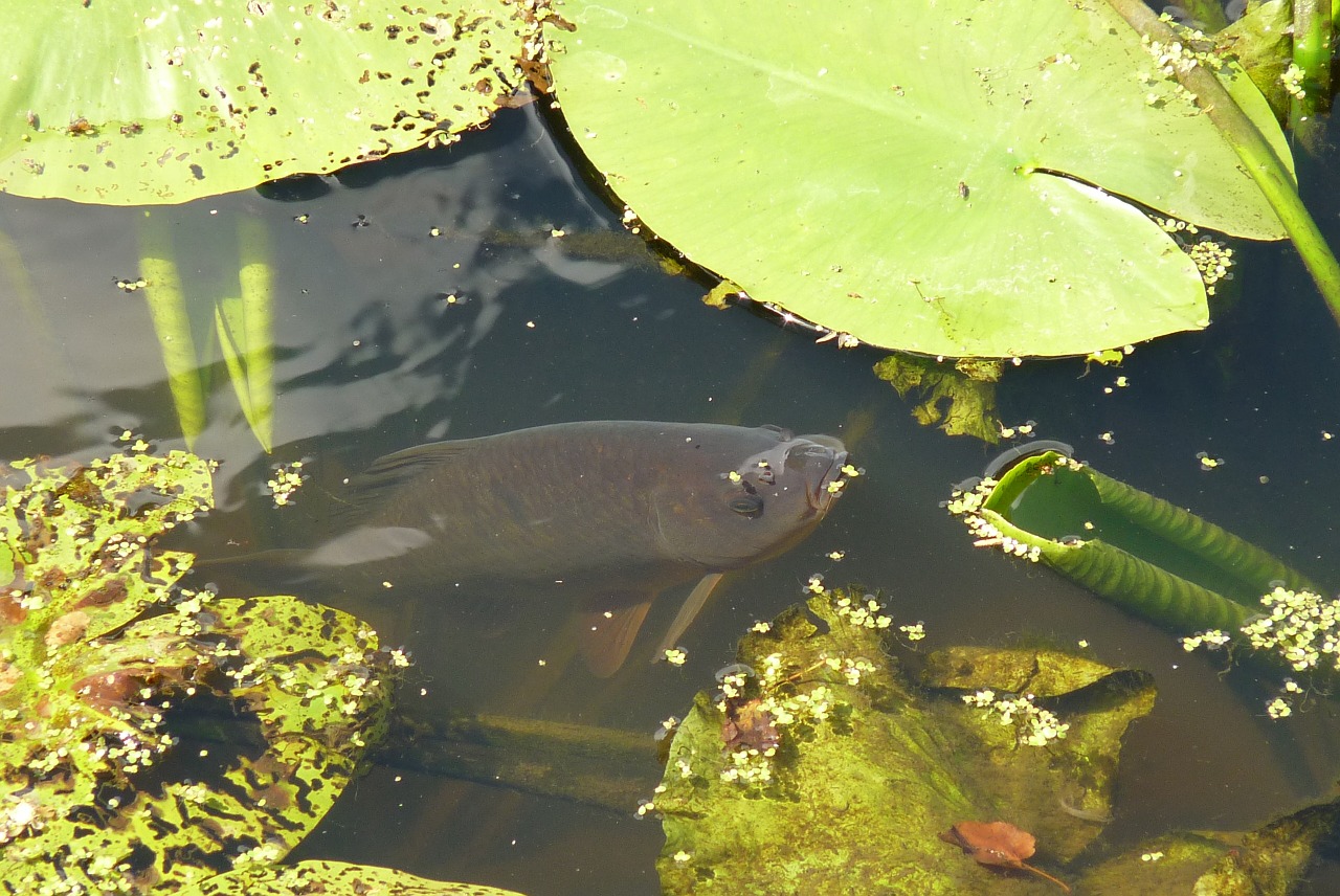 fish pond nature free photo