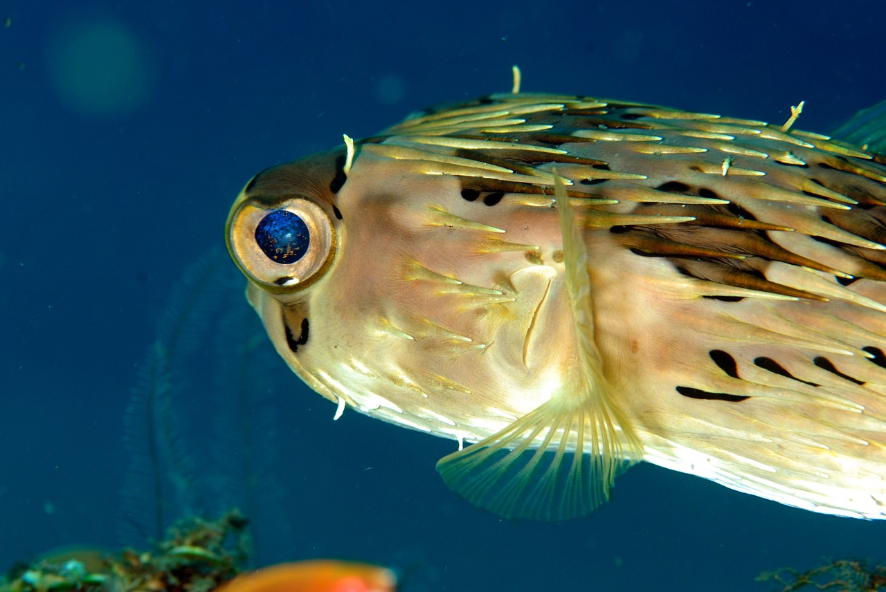 fish scuba sea free photo