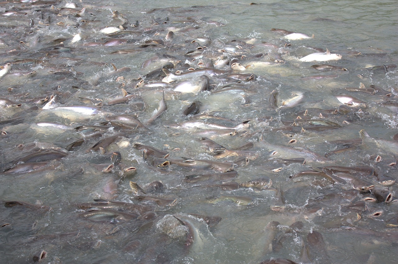 fish herd fish animal free photo