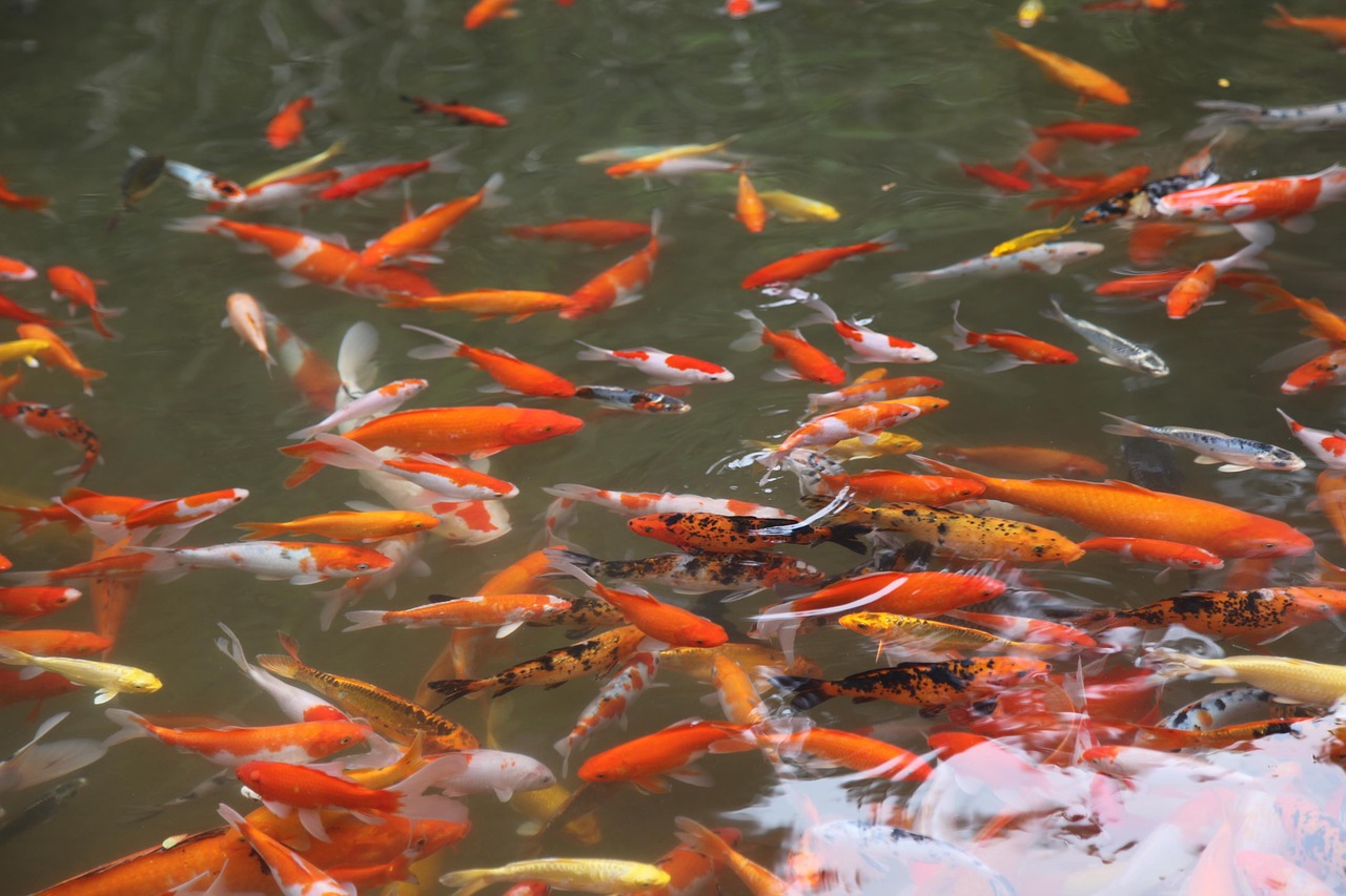 fish pool feeding free photo