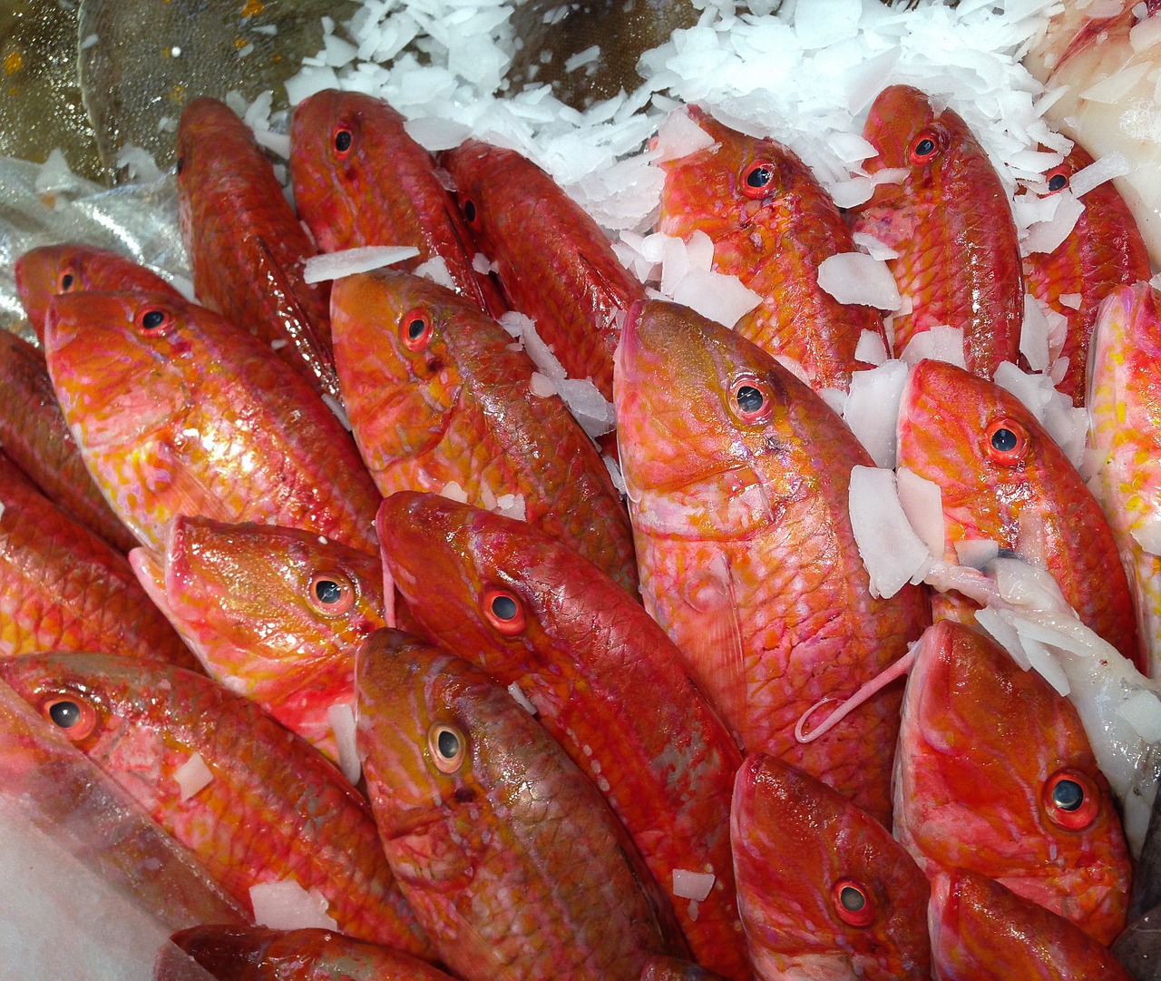 fish mullet fish market free photo