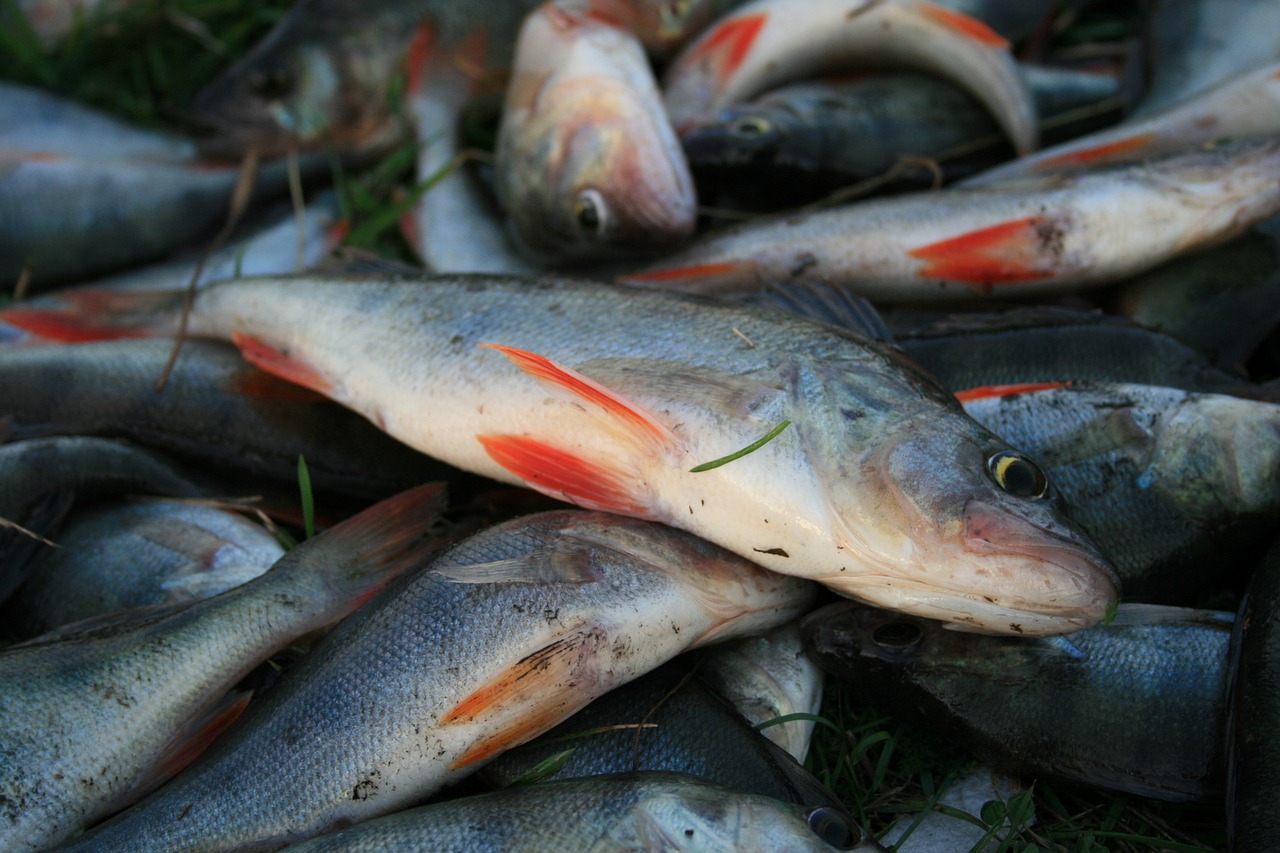 fish perch fishing free photo