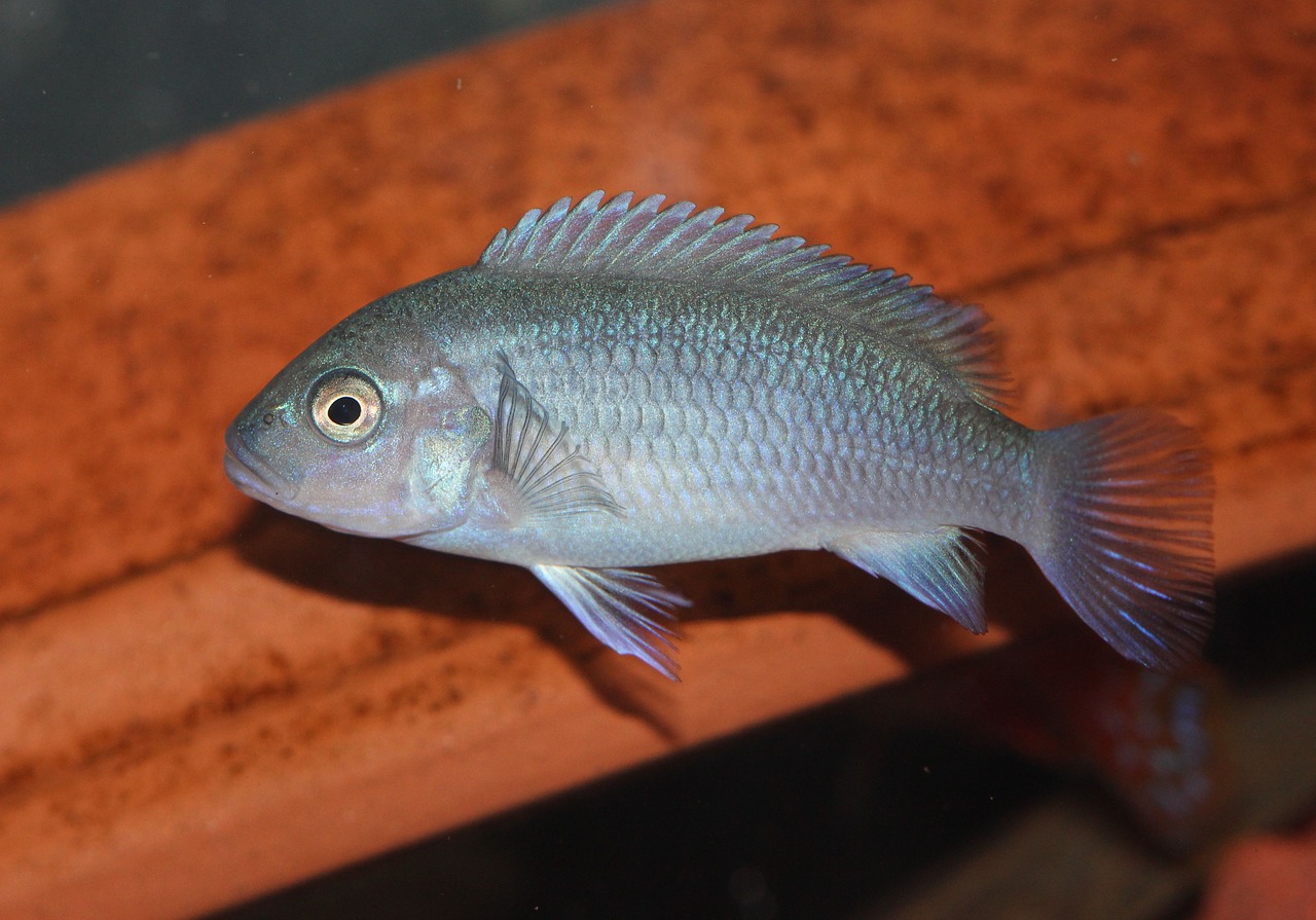 fish african cichlid cobalt free photo