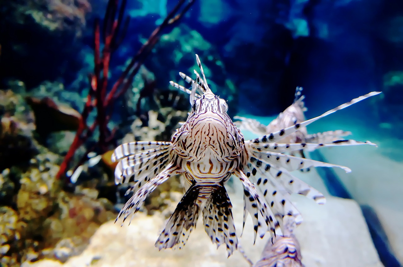 fish underwater exotic free photo