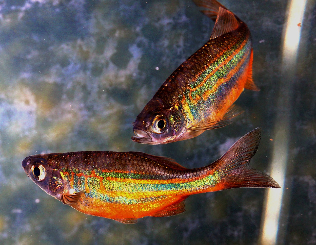 fish rainbow danio free photo