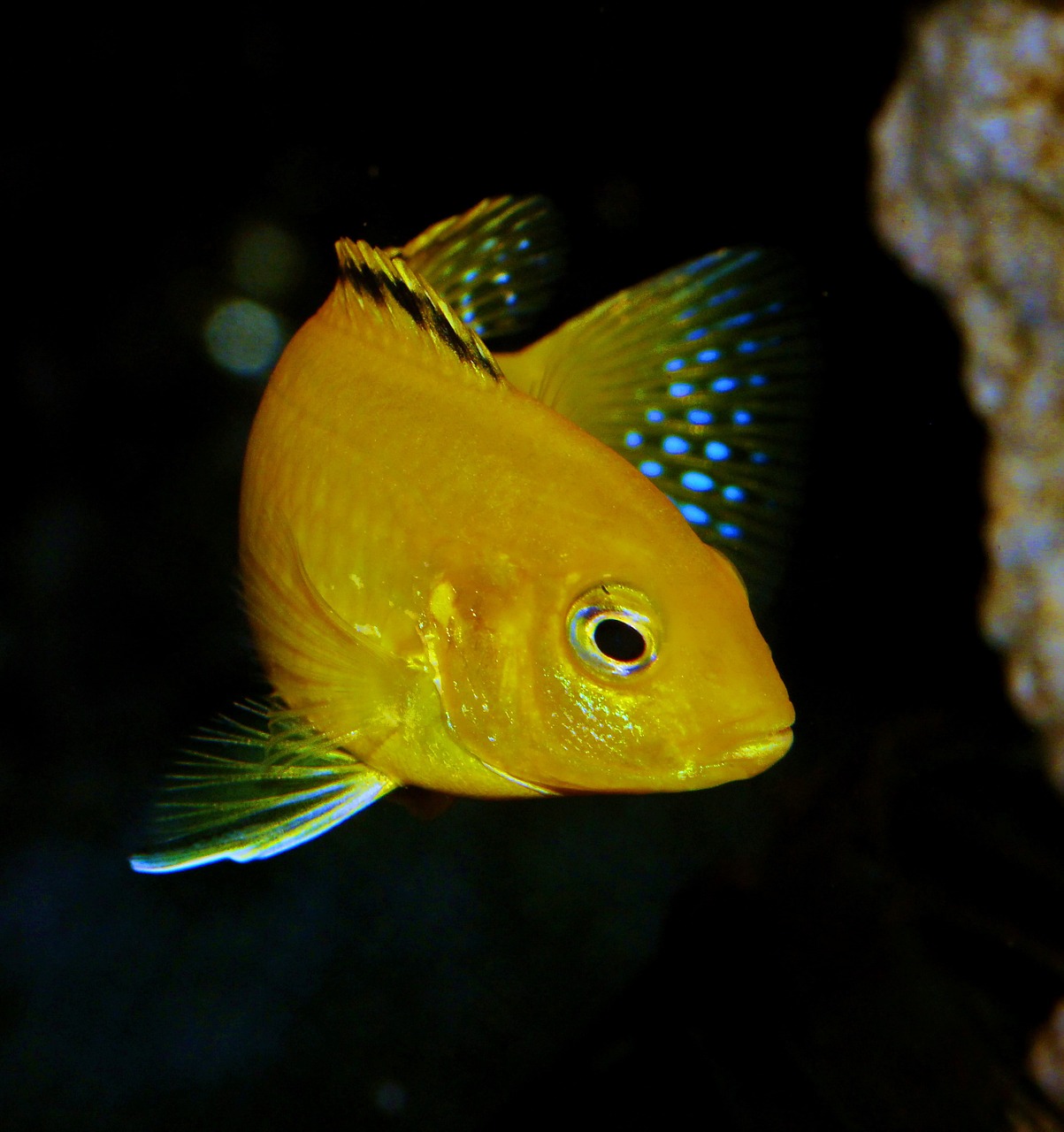 fish yellow african cichlid free photo