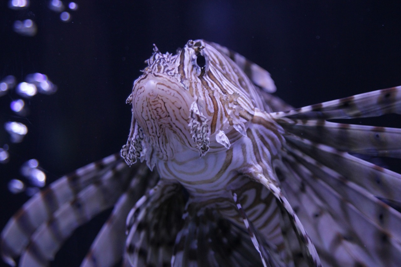 fish sea underwater free photo