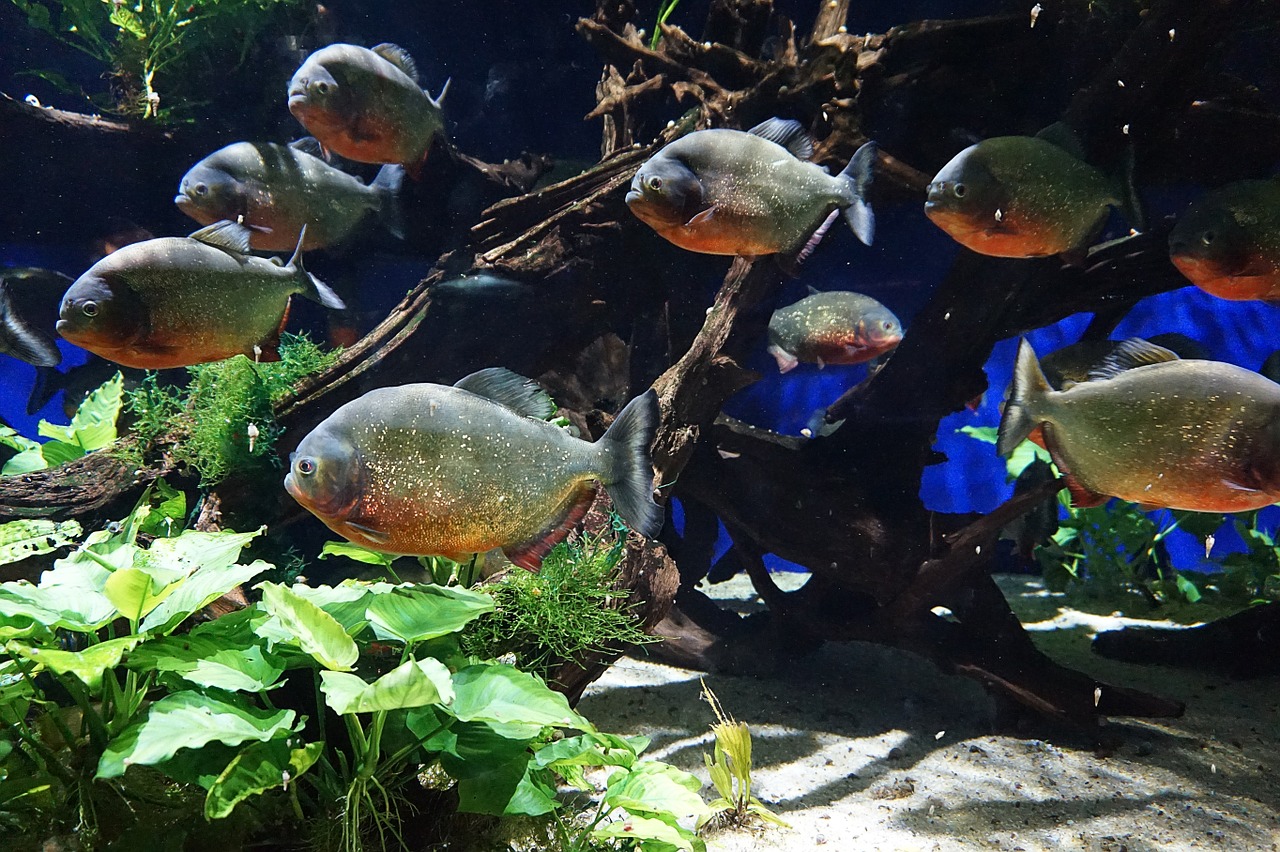 fish aquarium nature free photo