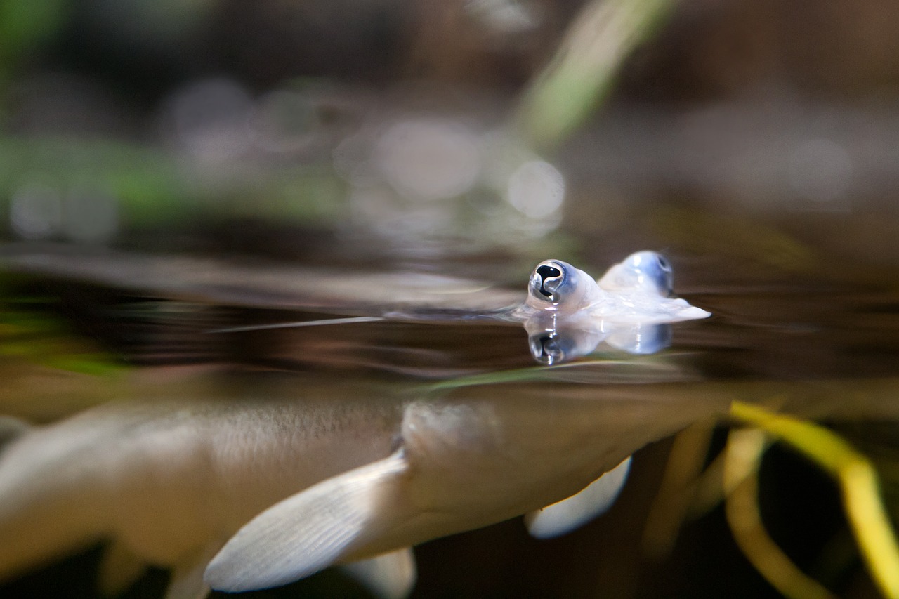 fish water sea free photo