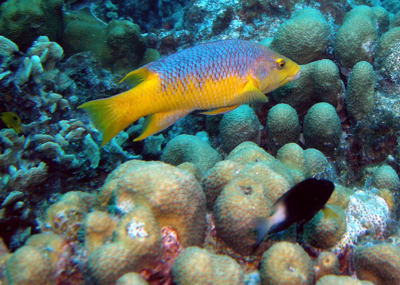 fish scuba ocean free photo