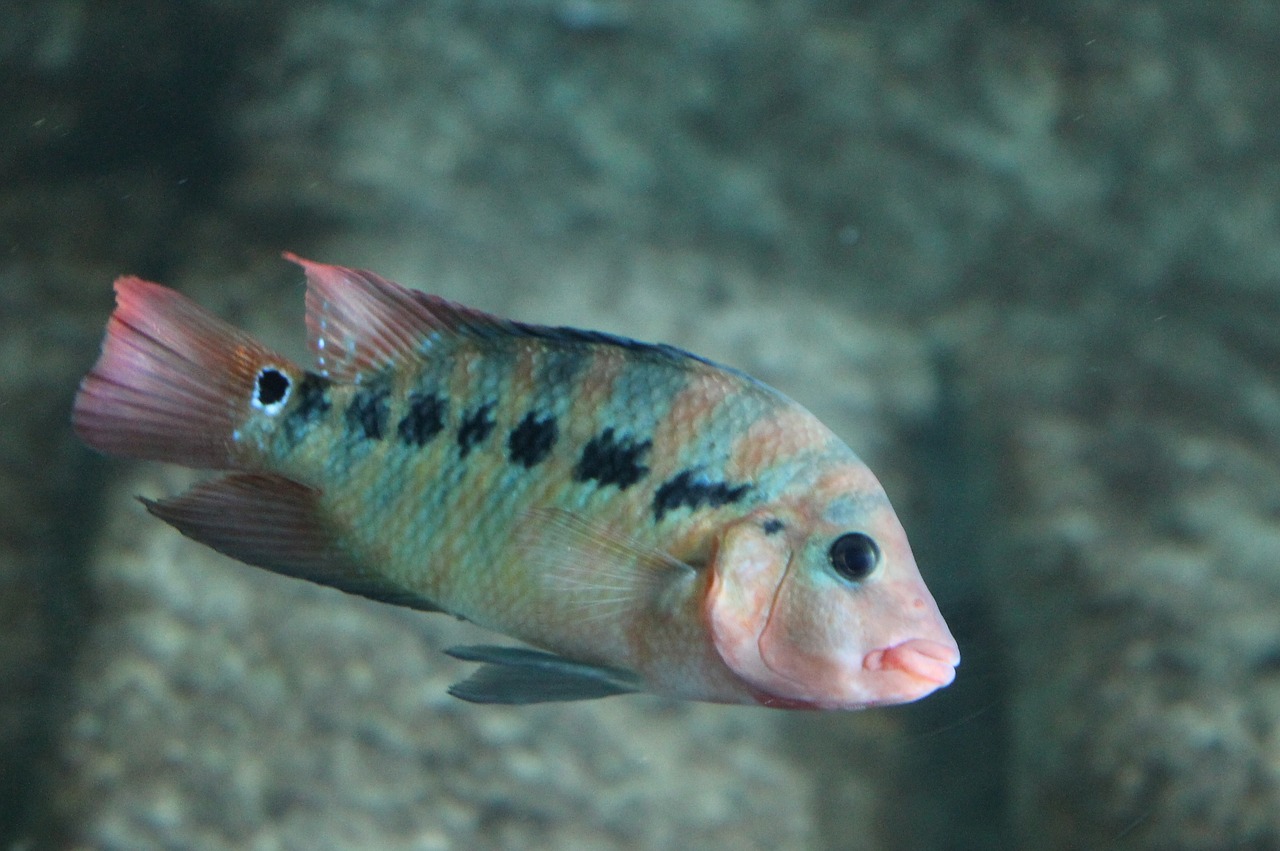 fish tropical fish underwater free photo