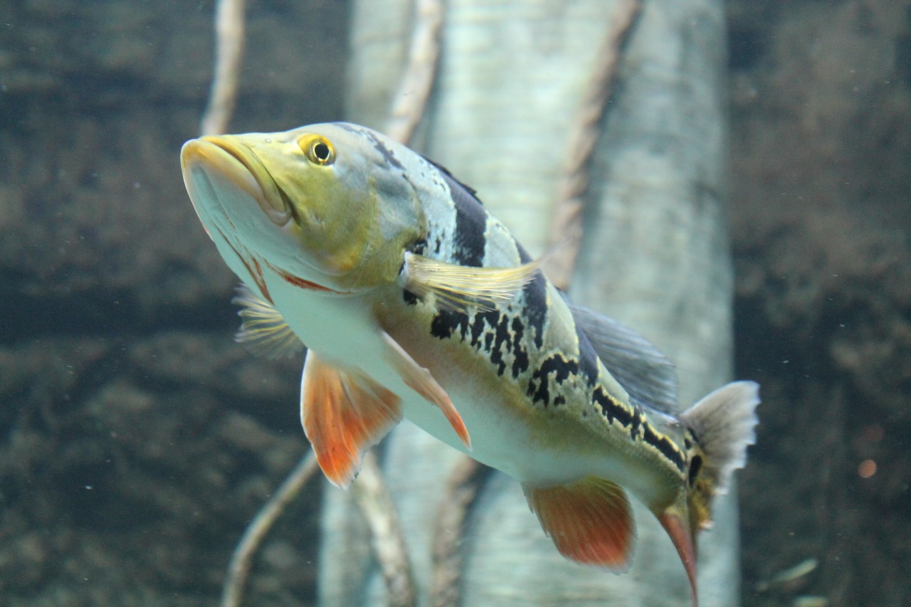 fish tropical fish underwater free photo