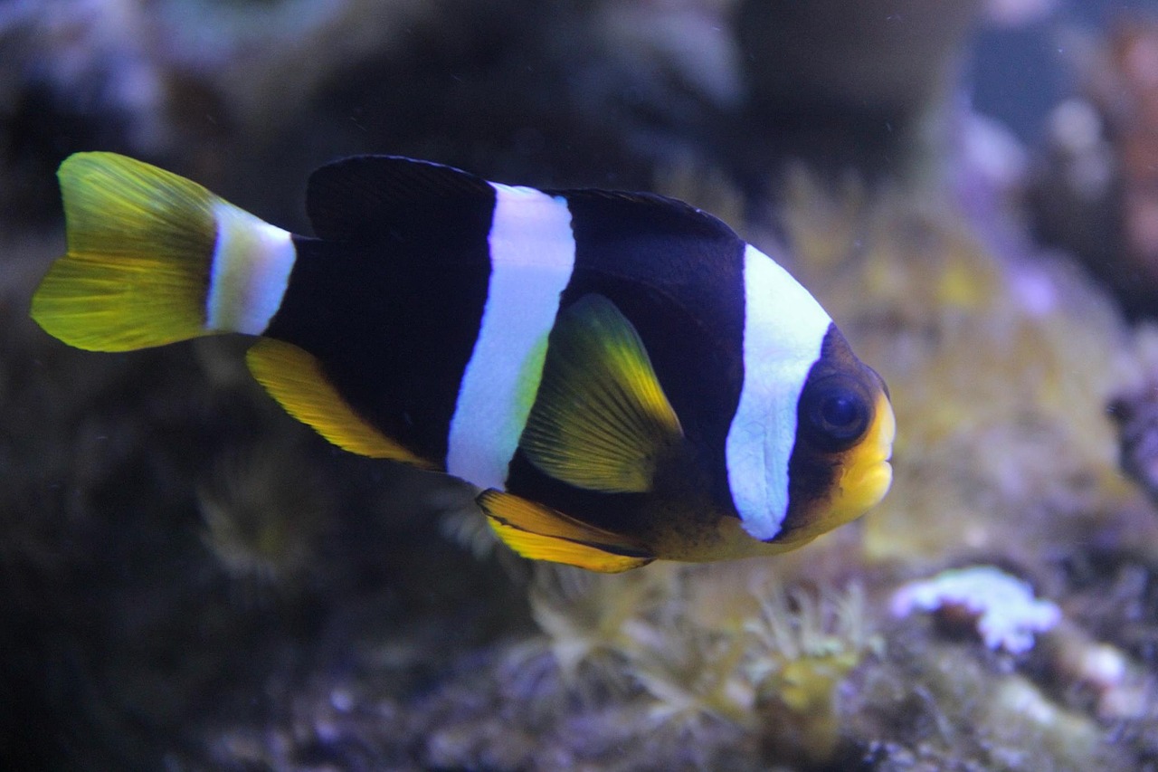 fish clownfish aquarium free photo