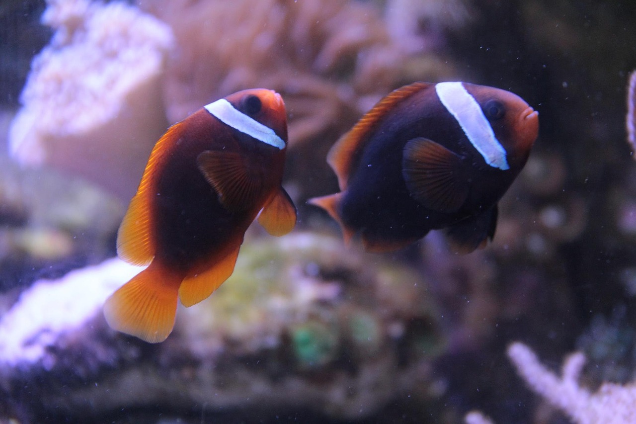 fish clownfish aquarium free photo