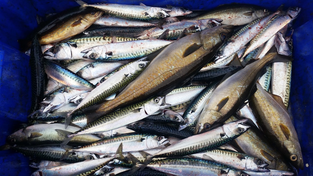 fish mackerel sea free photo