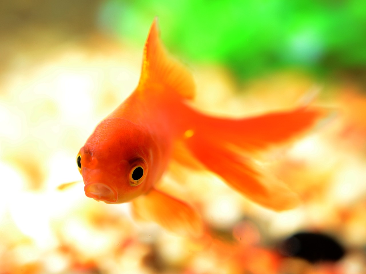 fish goldfish underwater free photo