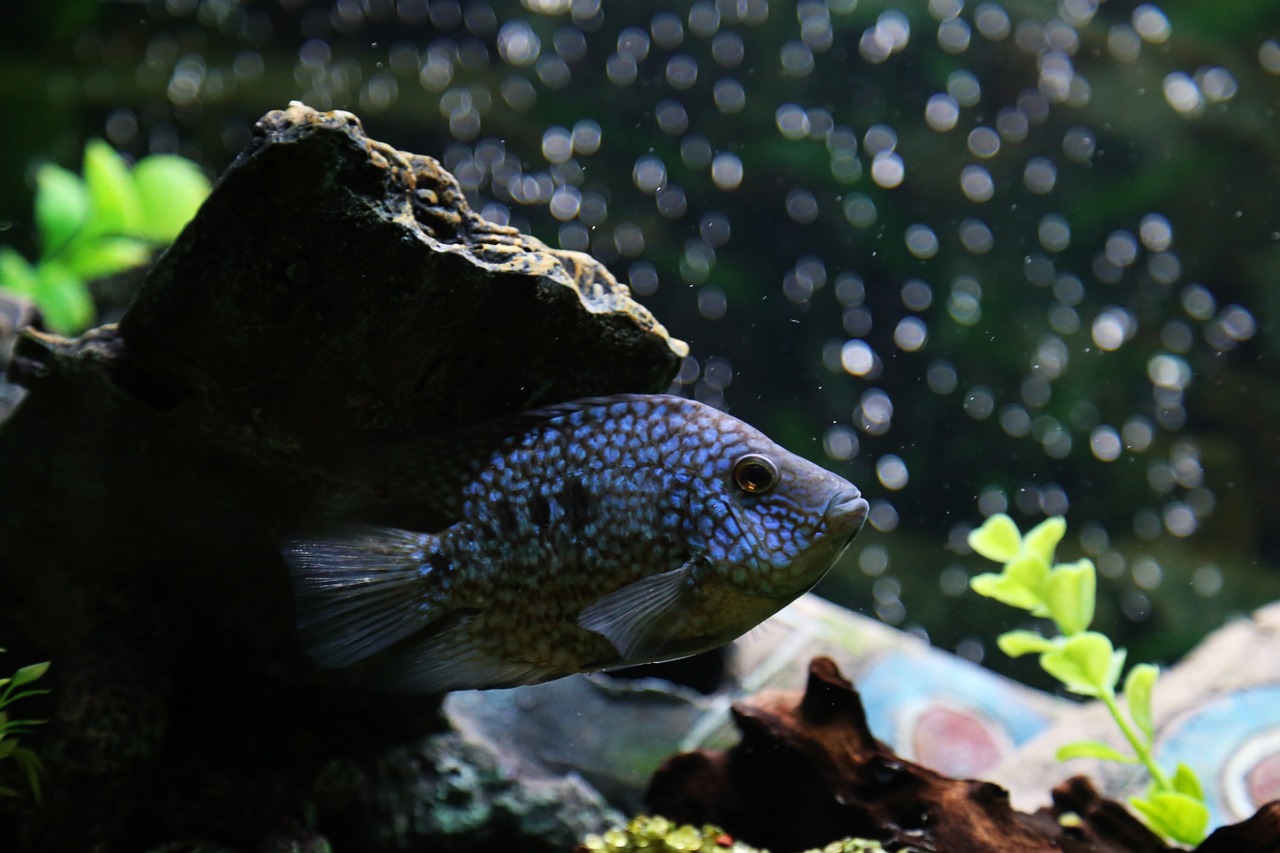 fish tropical freshwater free photo