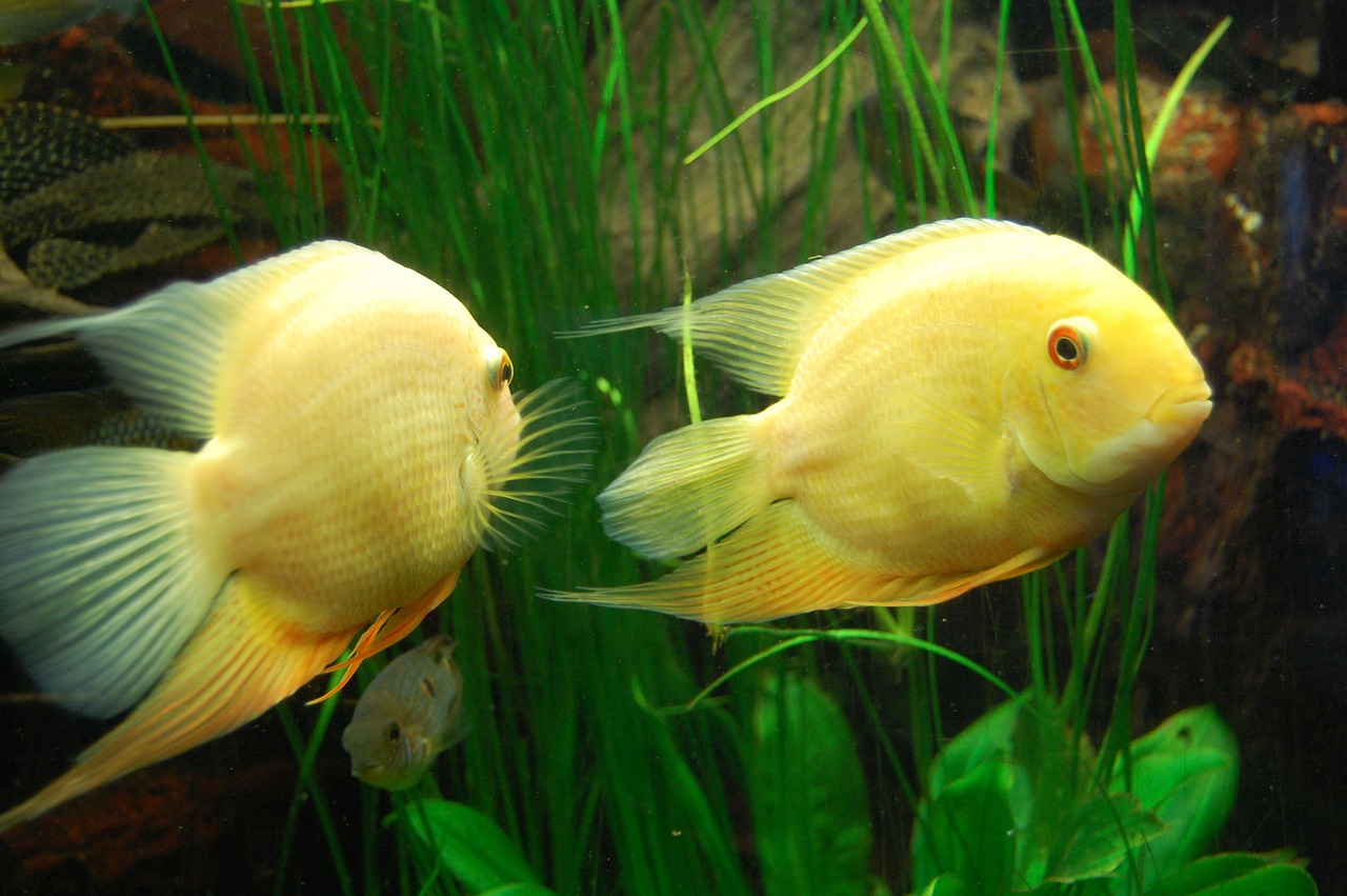 cichlid fish aquarium free photo
