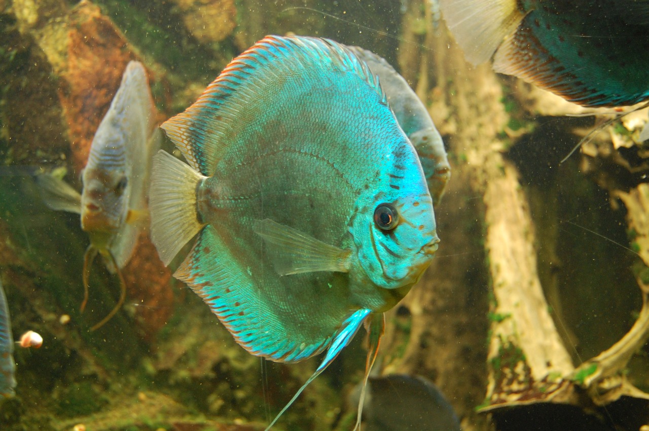discus cichlid fish aquarium free photo
