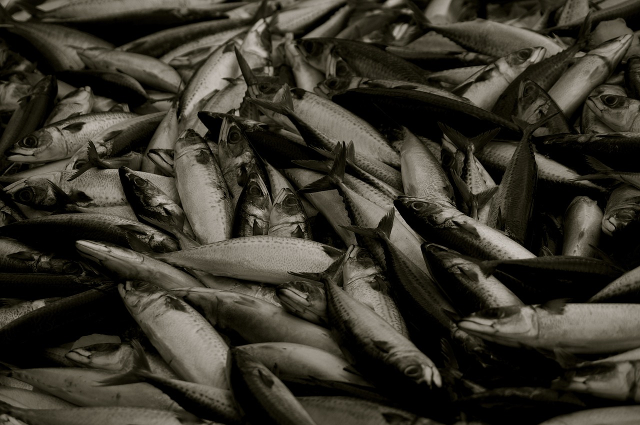 fish fishing black and white free photo