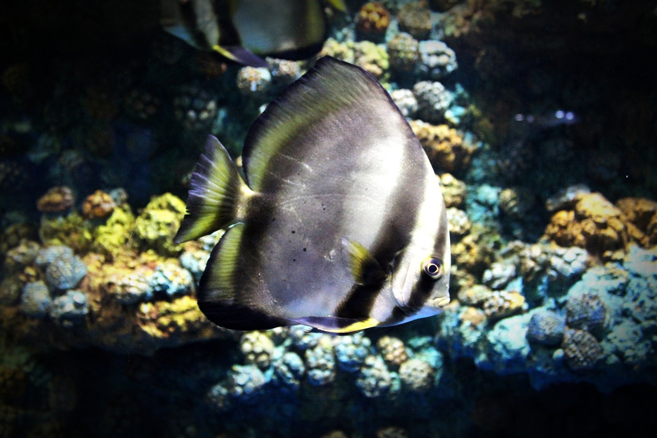 fish aquarium srisaket free photo