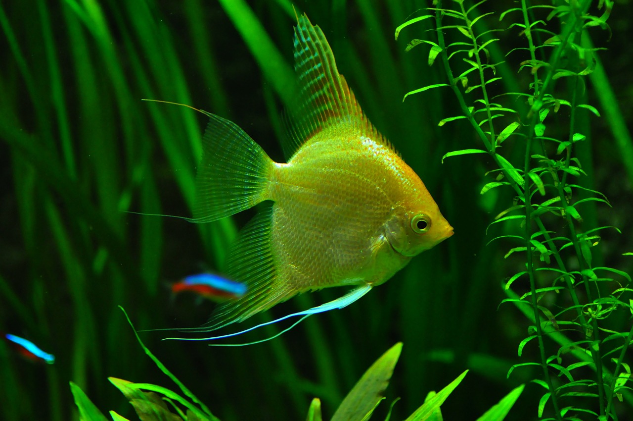 fish aquarium tank free photo