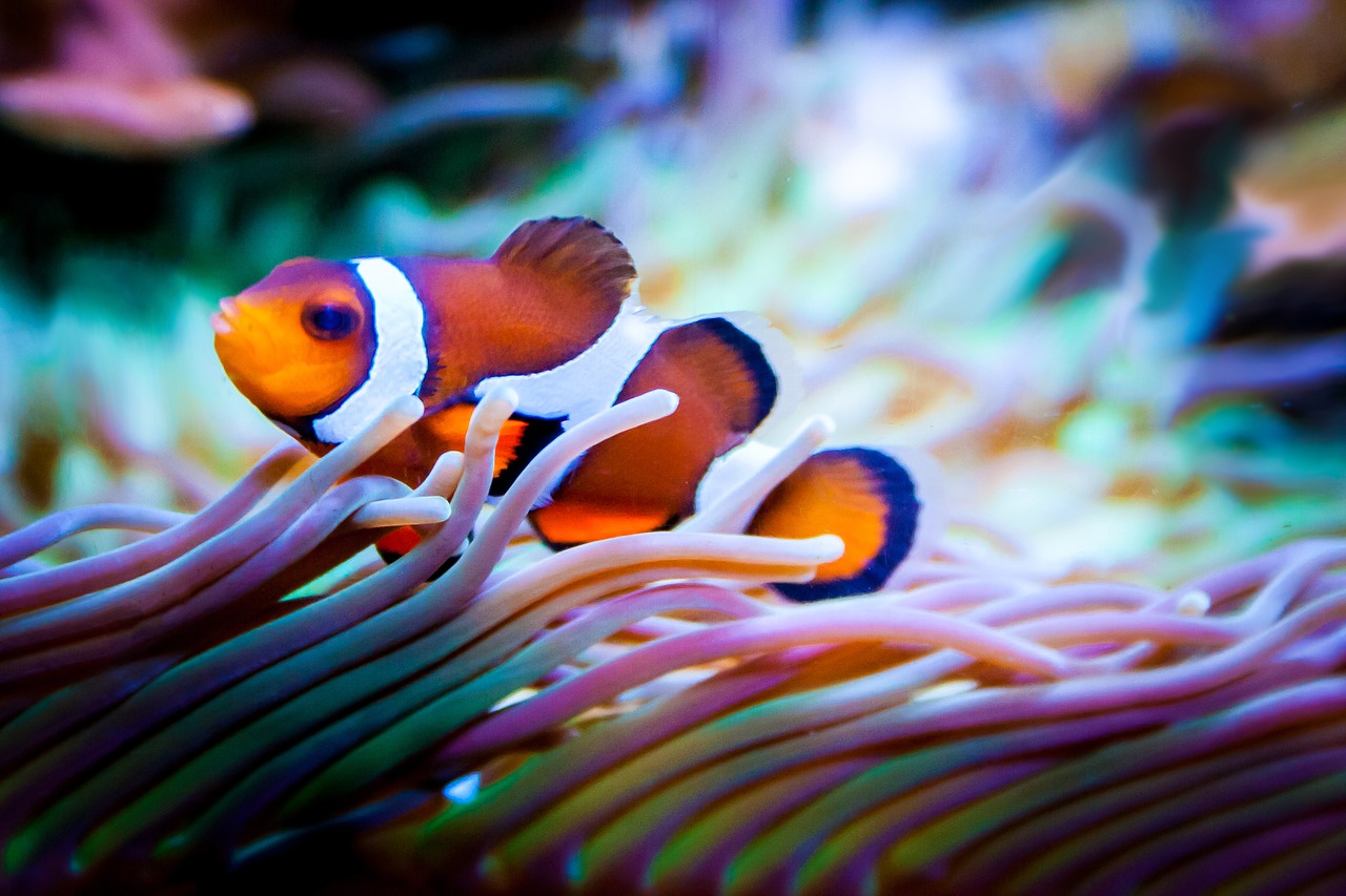 fish aquarium nemo free photo