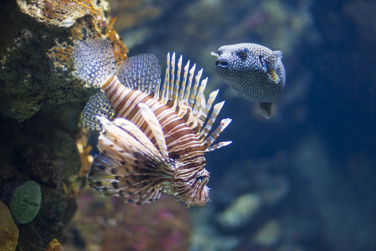 aquarium scorpion fish swim free photo