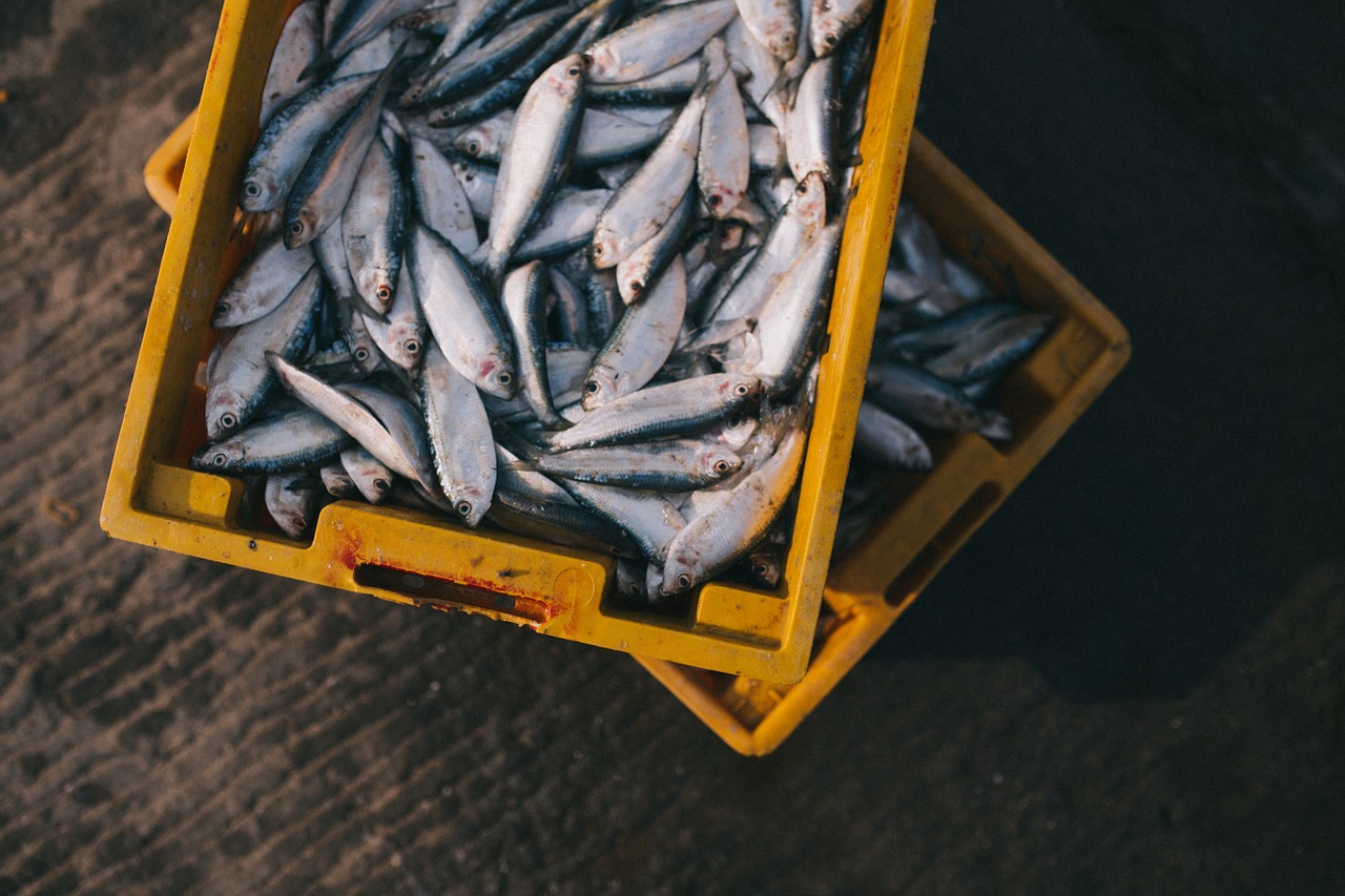 Fish,catch,box,market,fishing - free image from